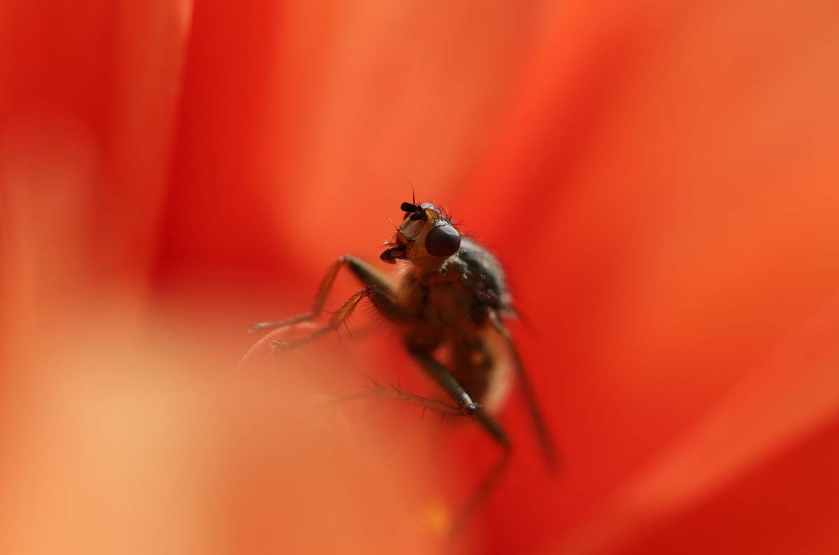 insect closeup photo of brown bee sipping the nectar of flower fly