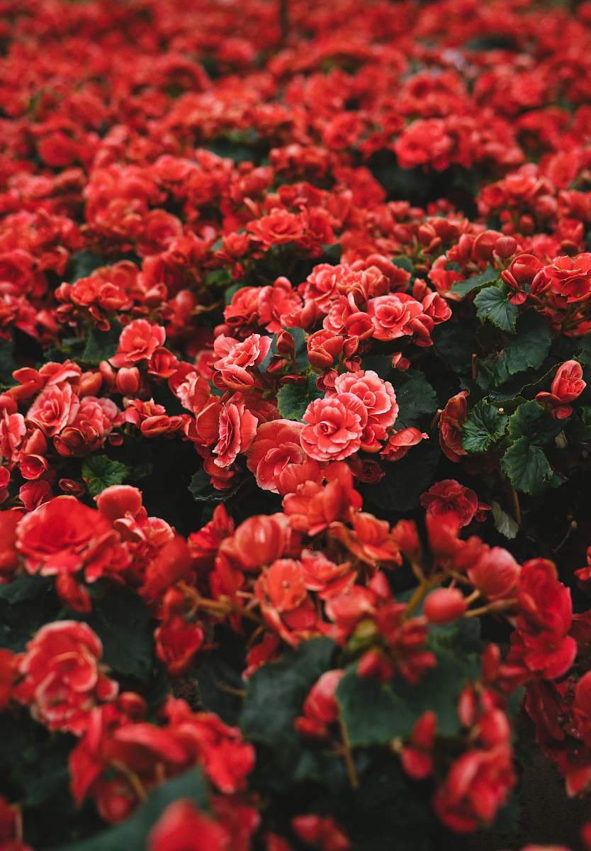 blossom closeup photo of red petaled flower field flower