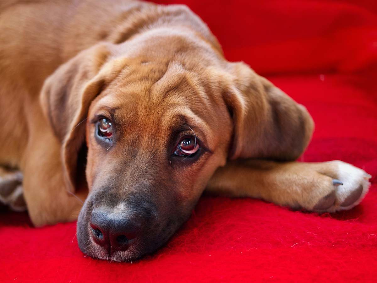 dog dog lying on red textile canine