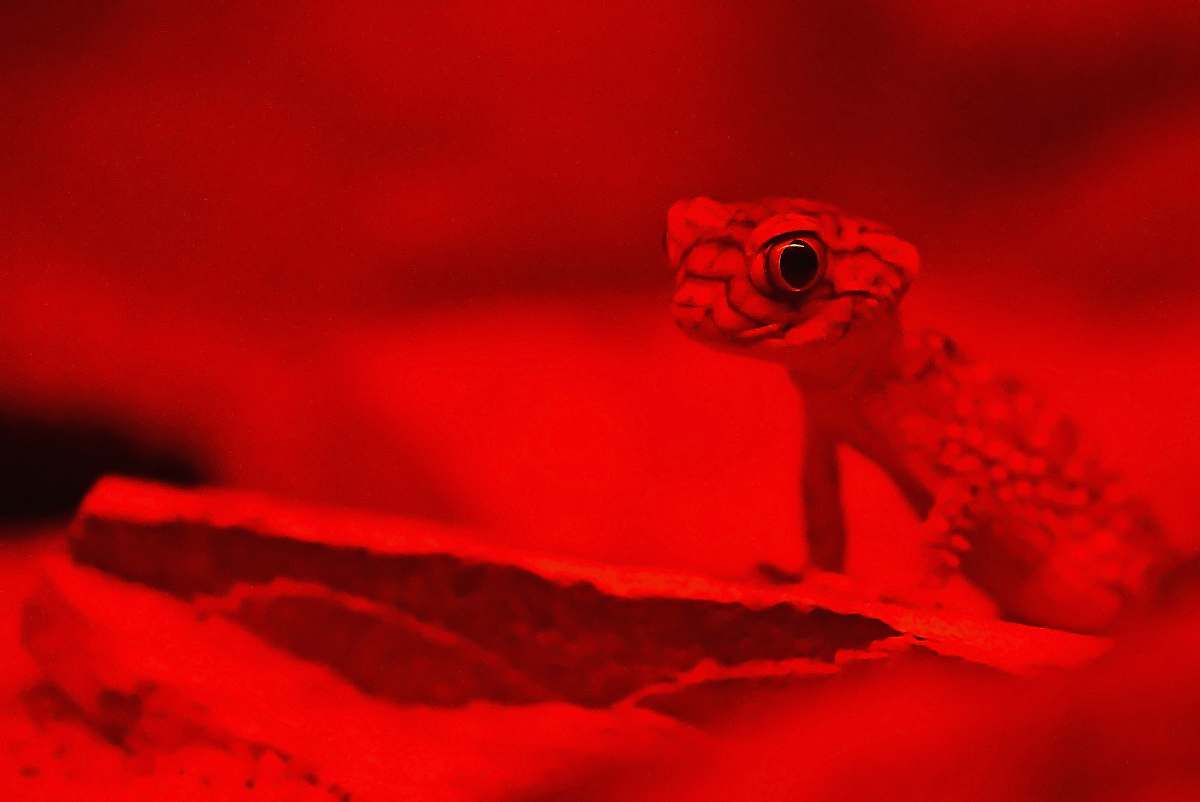 australia gecko on red background lizard
