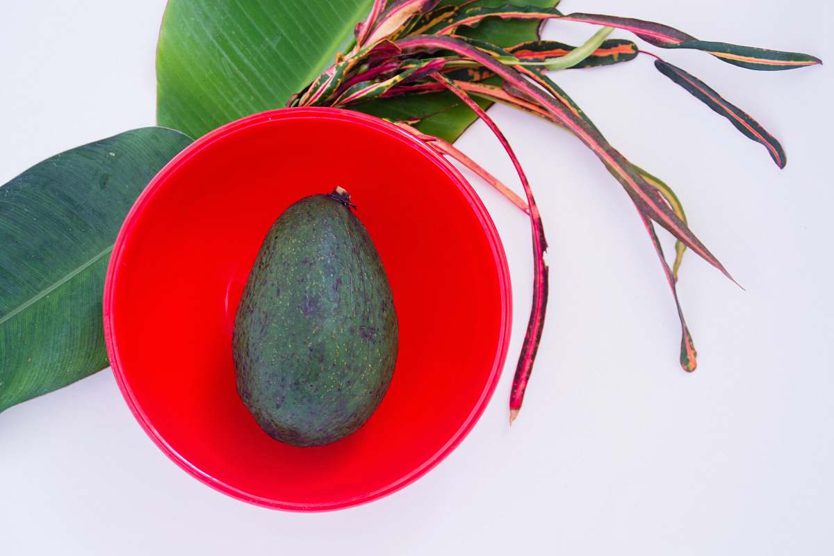 maui green fruit on red plate united states
