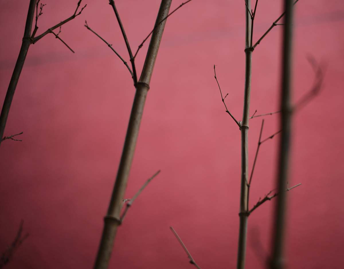 plant macro photography of bamboo sticks bamboo
