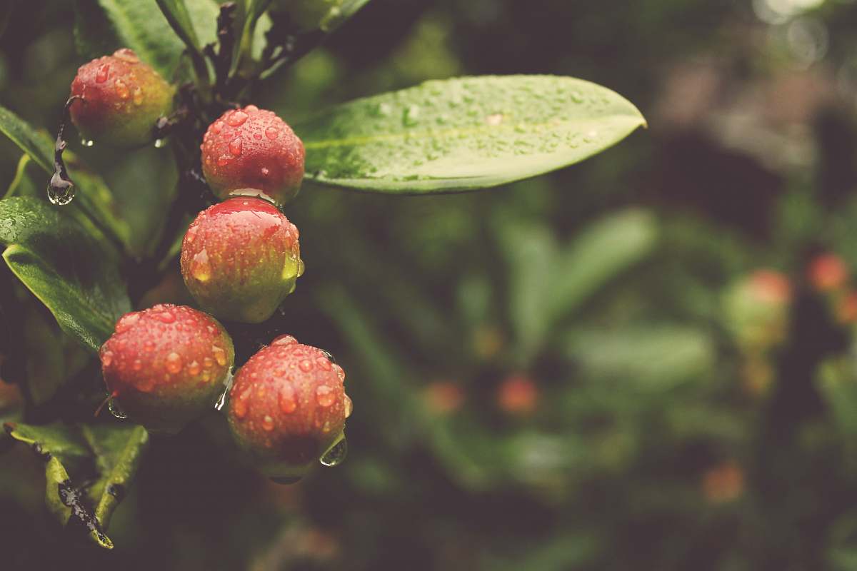 plant macrophotography of round red fruits fruit