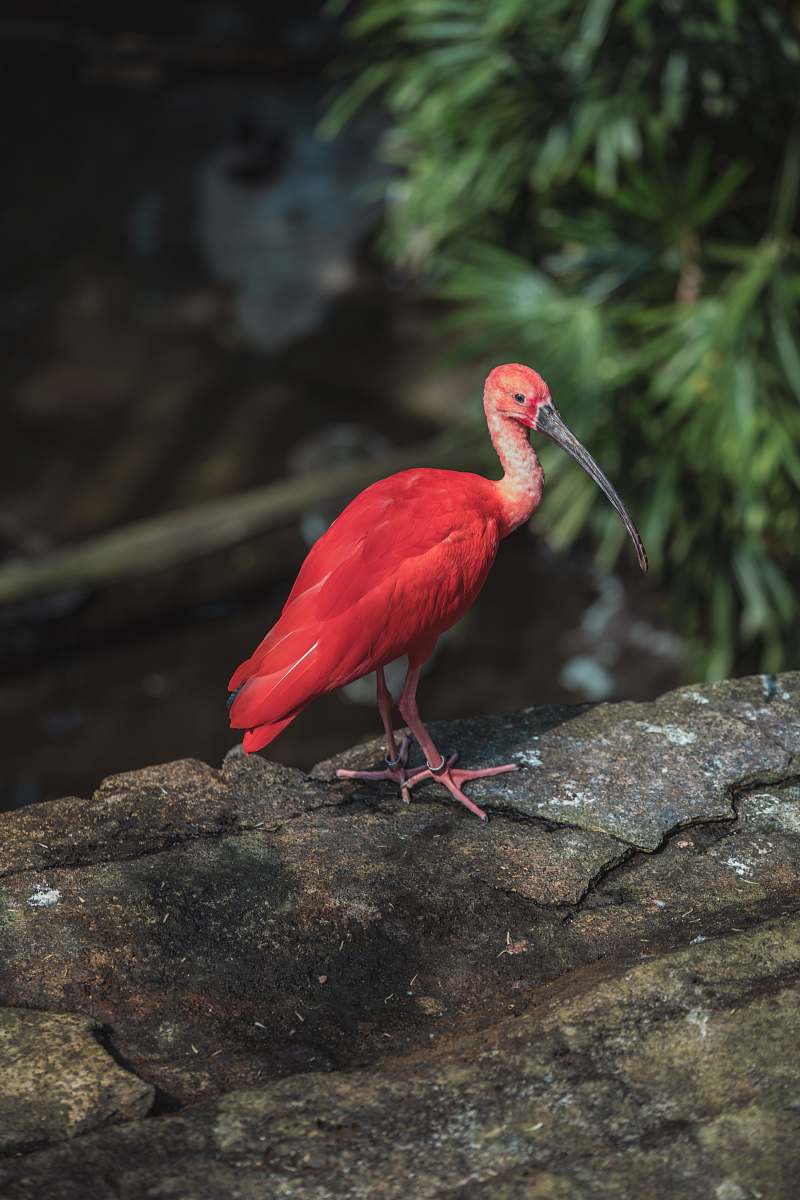 bird pink bird with black long beak beak