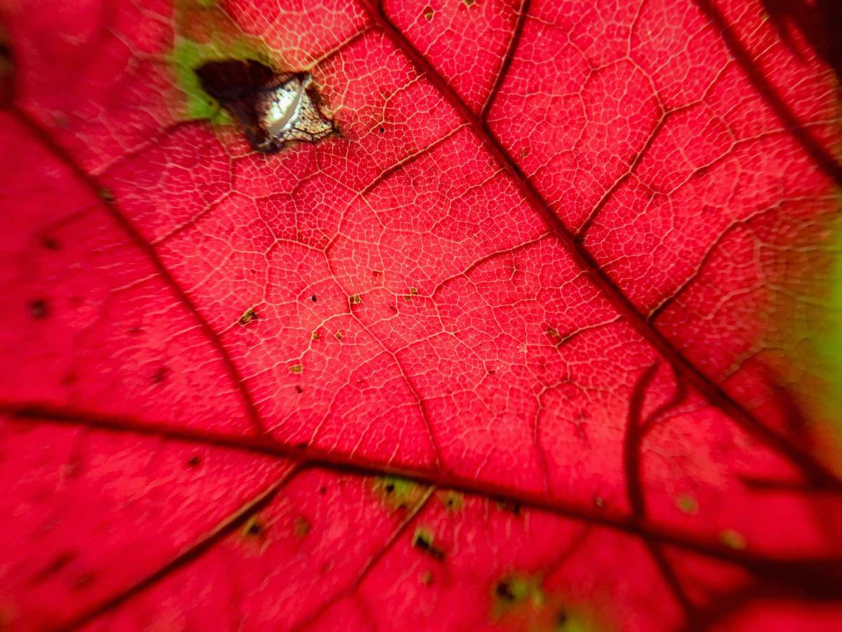 veins red and green leaf 