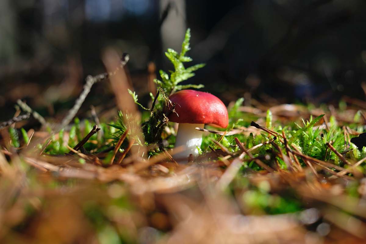 forest red and white mushroom on top brown soil woodland
