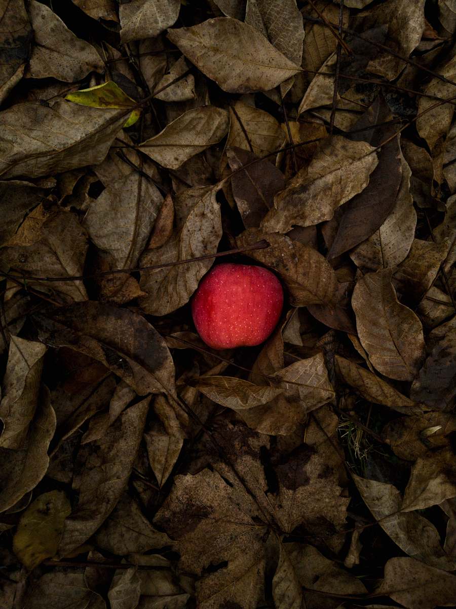leaf red apple on dried leaves leaves