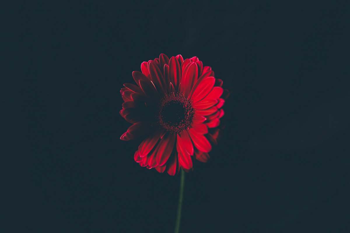 flower red flower in shallow focus lens petal