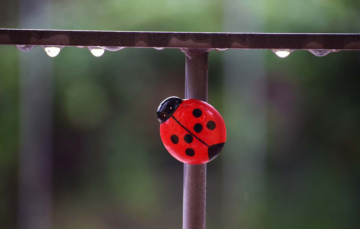 sphere red ladybug toy on metal rail funny