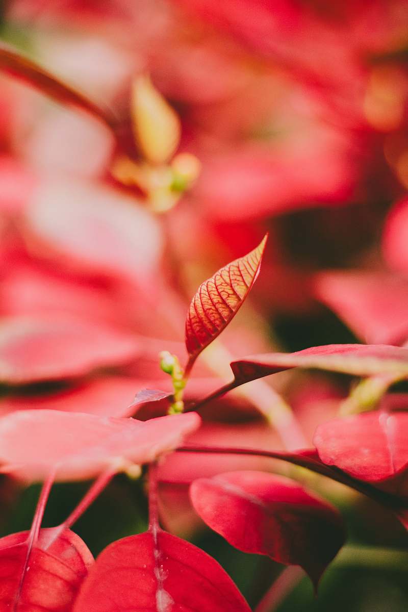 plant red leaf plant flower