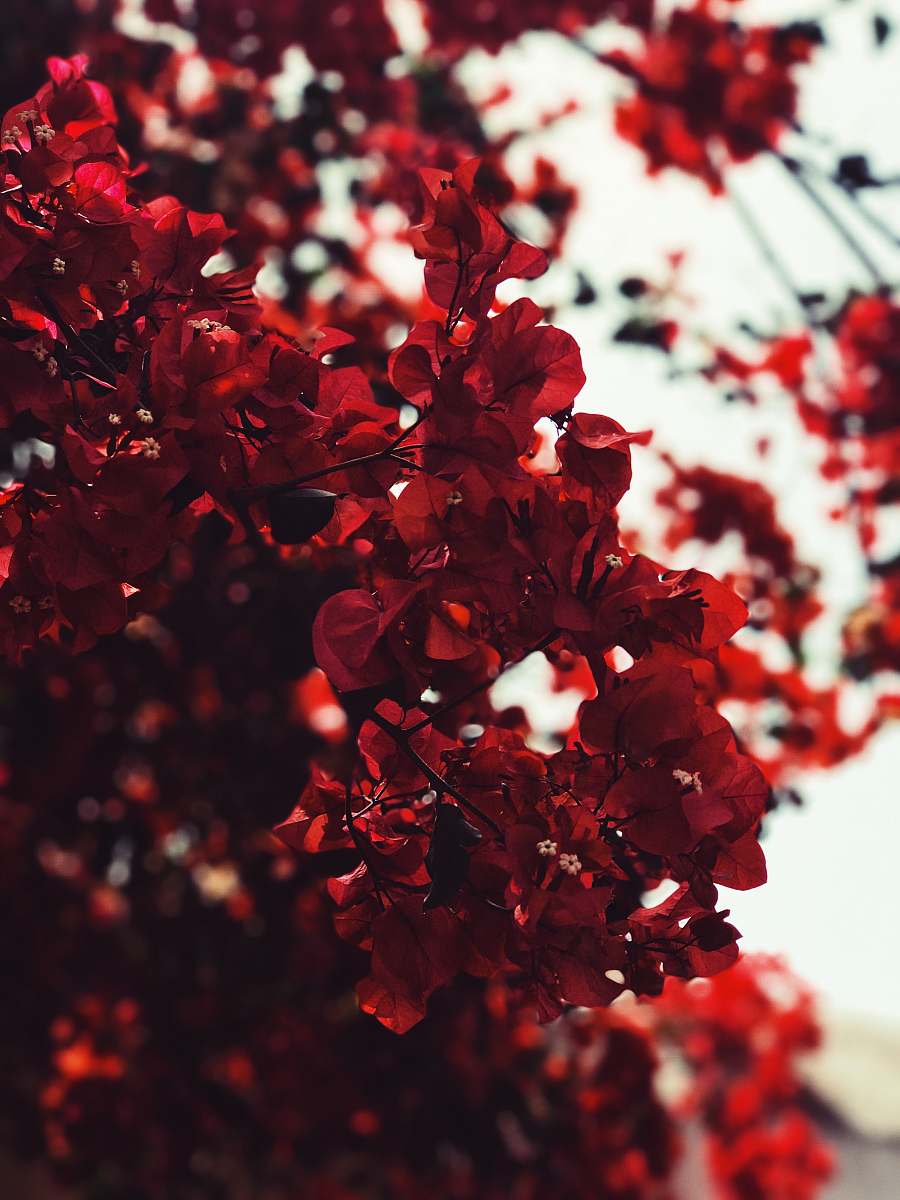 blossom red leaves flower