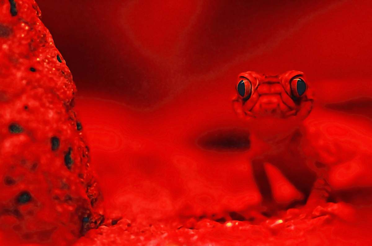 kuranda red lizard selective photography australia