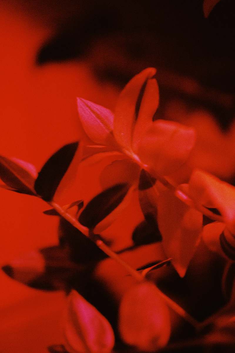 plant red petaled flowers leaf