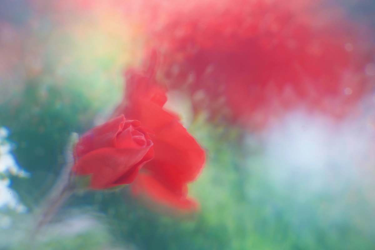 flower red rose closeup photography blossom