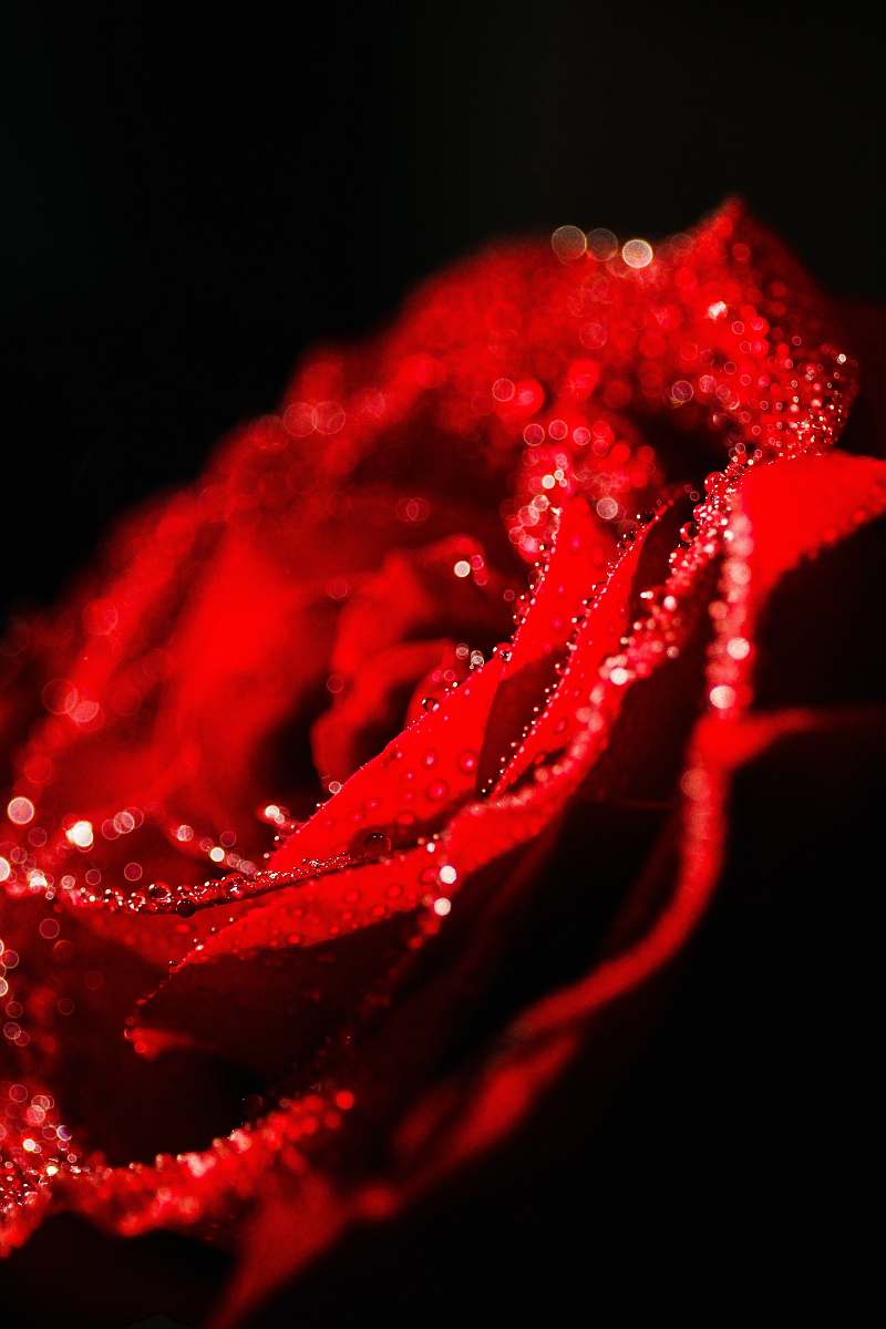 flower red rose flowers rose