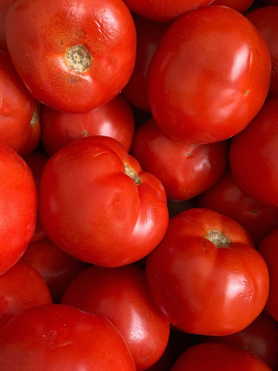 food red tomato lot plant