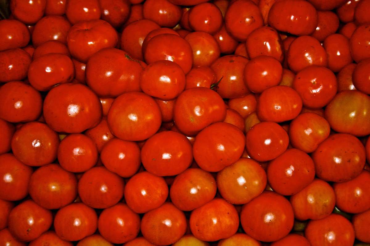 plant red tomatoes lighting