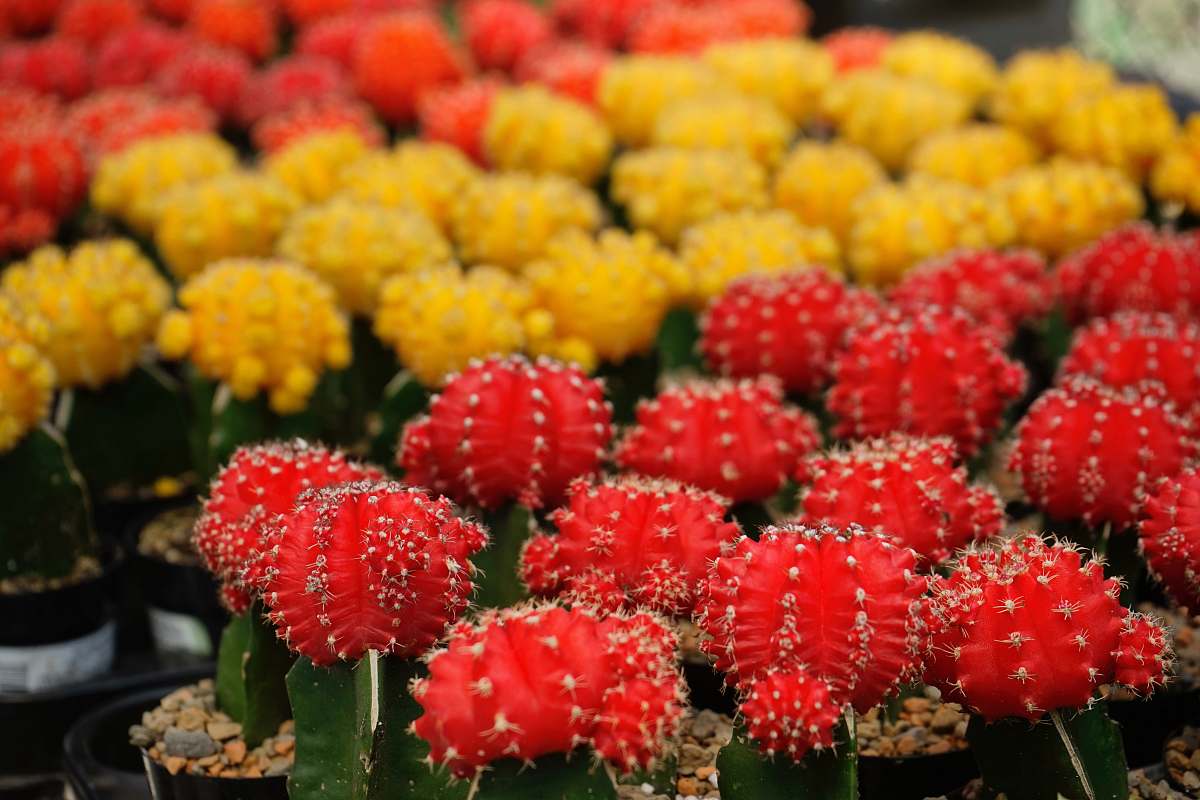 plant selective focus photography of yellow and red moon cacti cactus