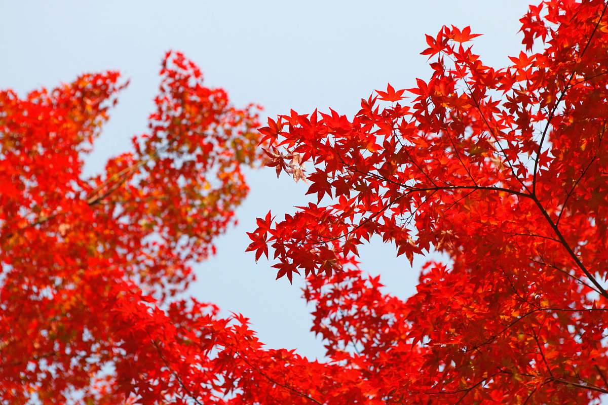 autumn shallow focus photography of red leafed tree tree