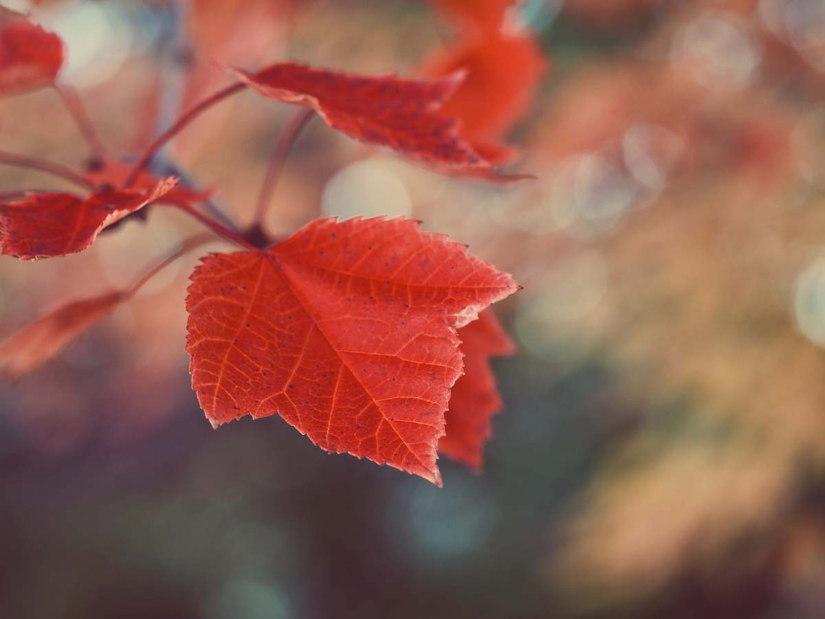 leaf tilt shift photography of a red maple leaf tree