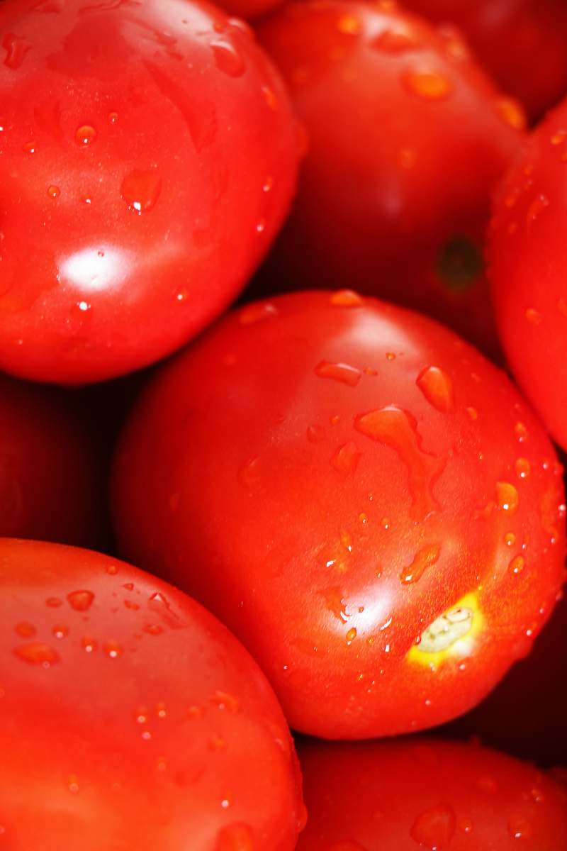 plant water drops on red tomatoes food