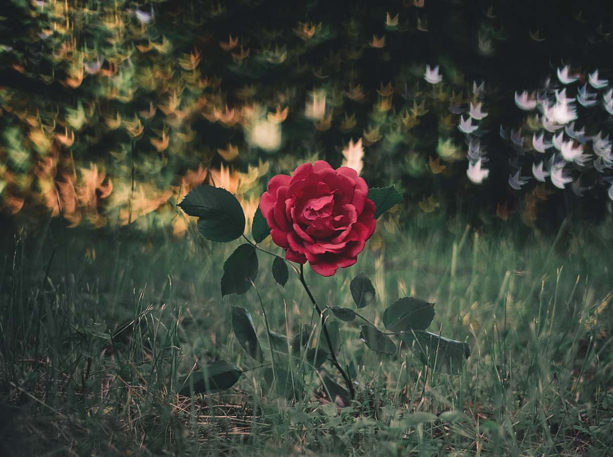 flower photo of red rose blossom
