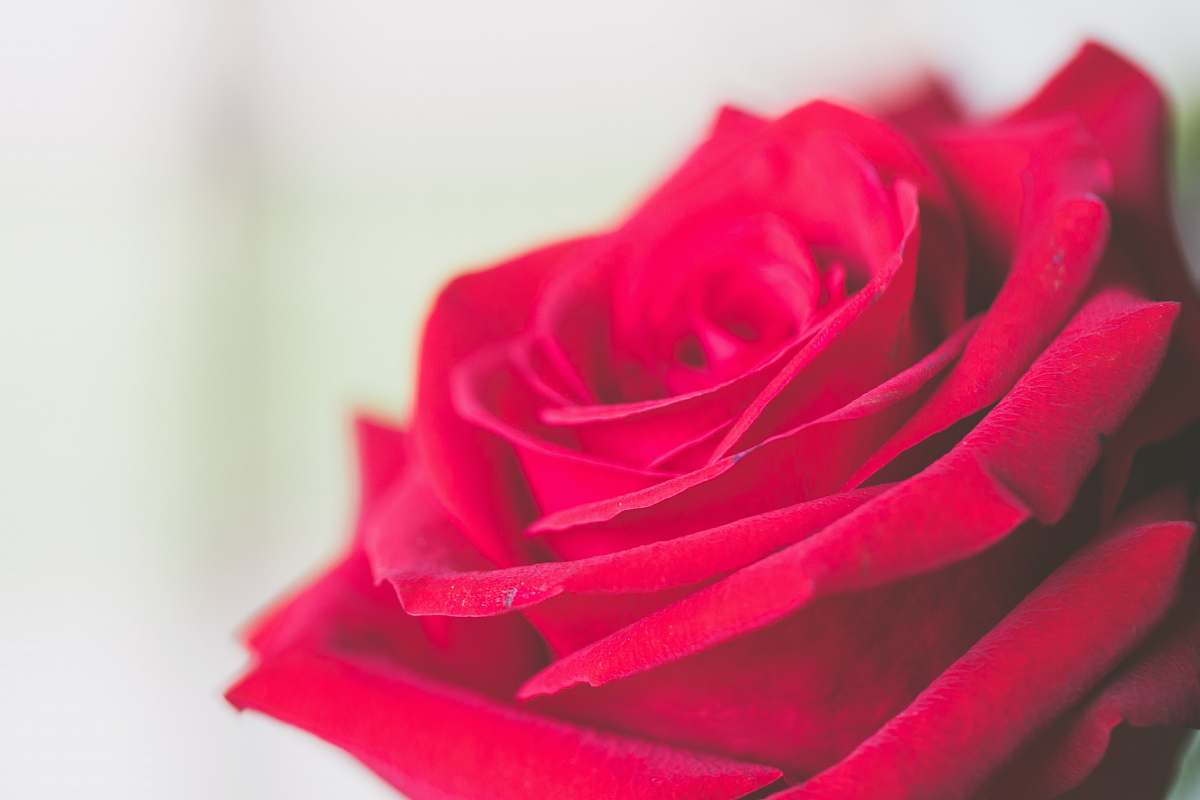 blossom red rose flower plant