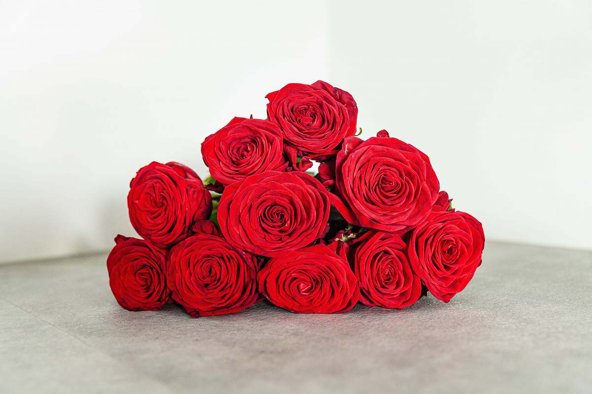 plant red rose flowers flower