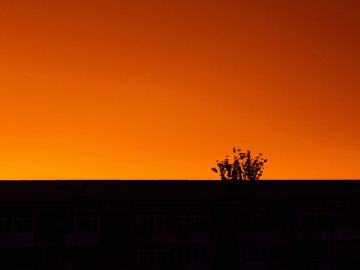 outdoors silhouette photo of plant sunrise