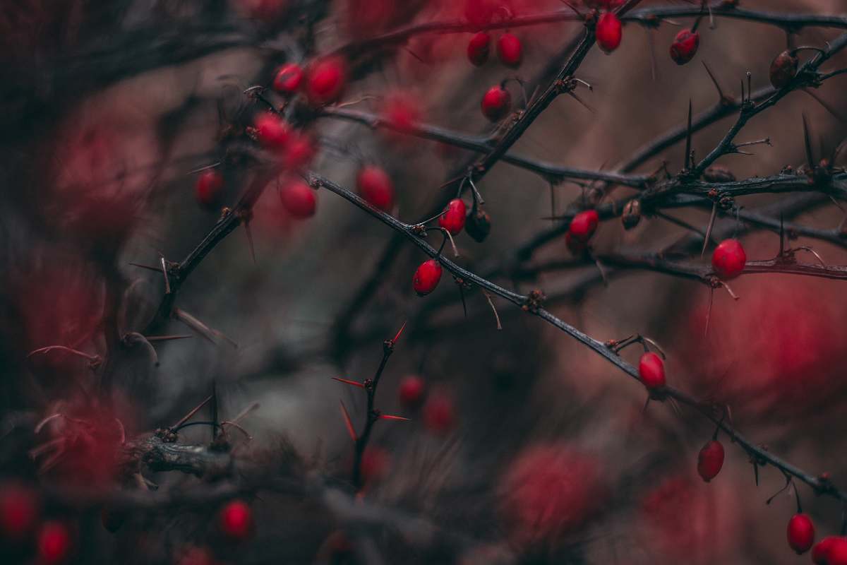 night red cherry fruits dark