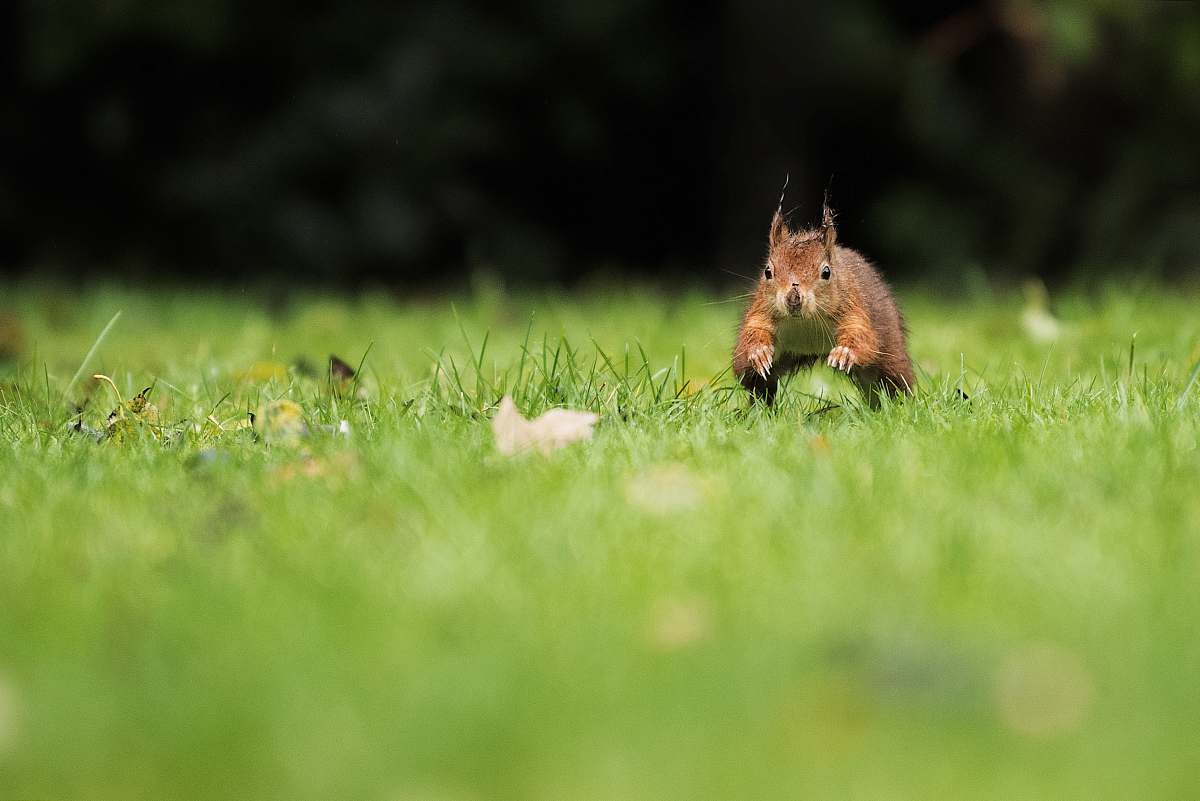 grass selective focus photography of brown squirrel running on green grass field wildlife