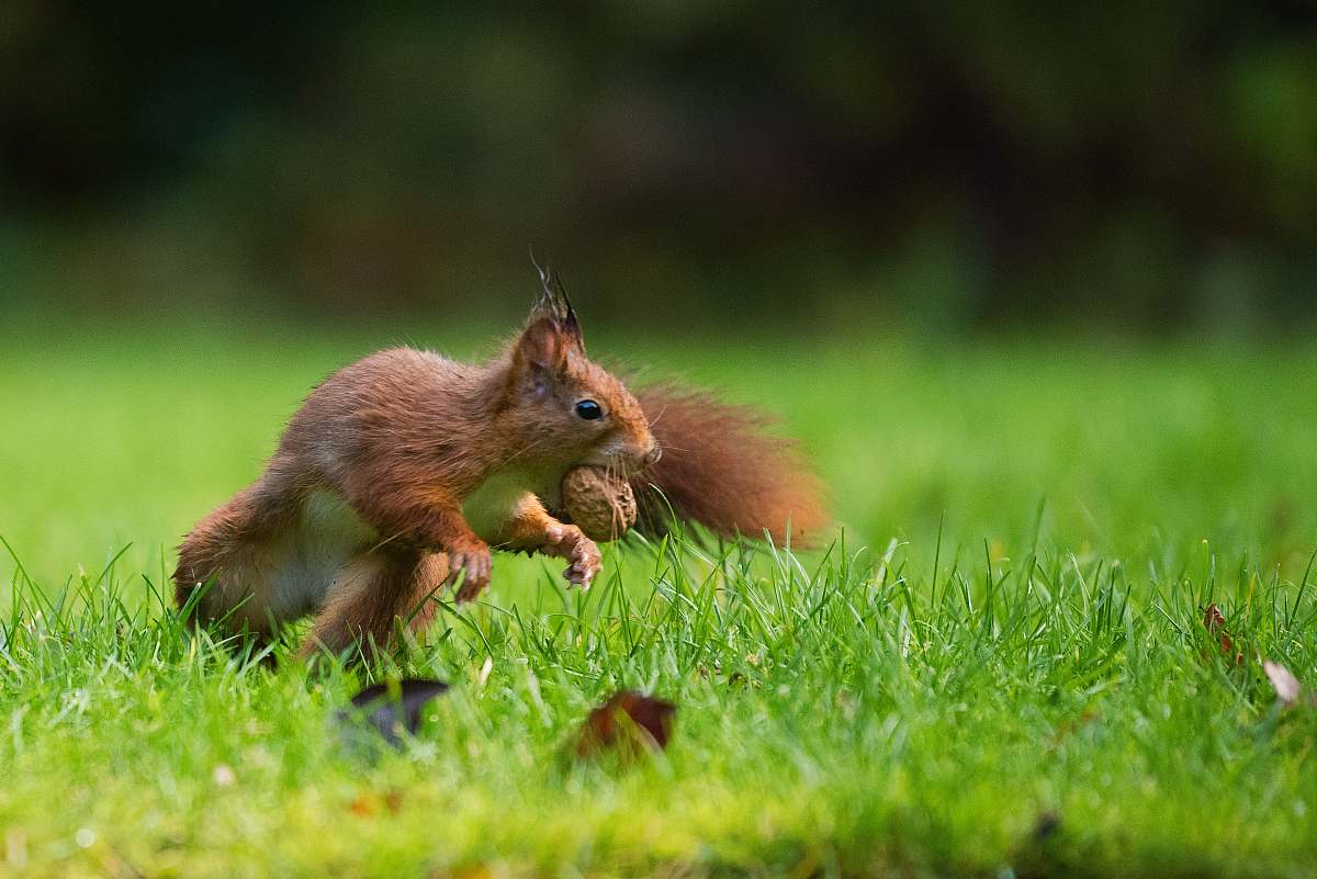 mammal selective focus photography of squirrel eating nut animal