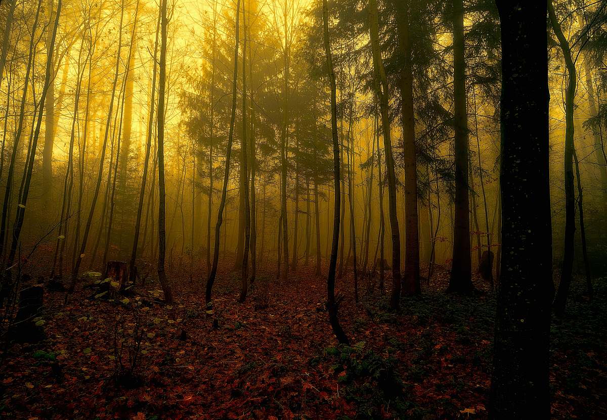 light silhouette of pine trees vegetation