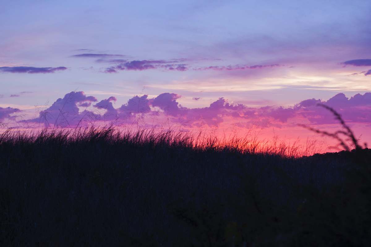 sunset silhouette of grass during golden hour cloud