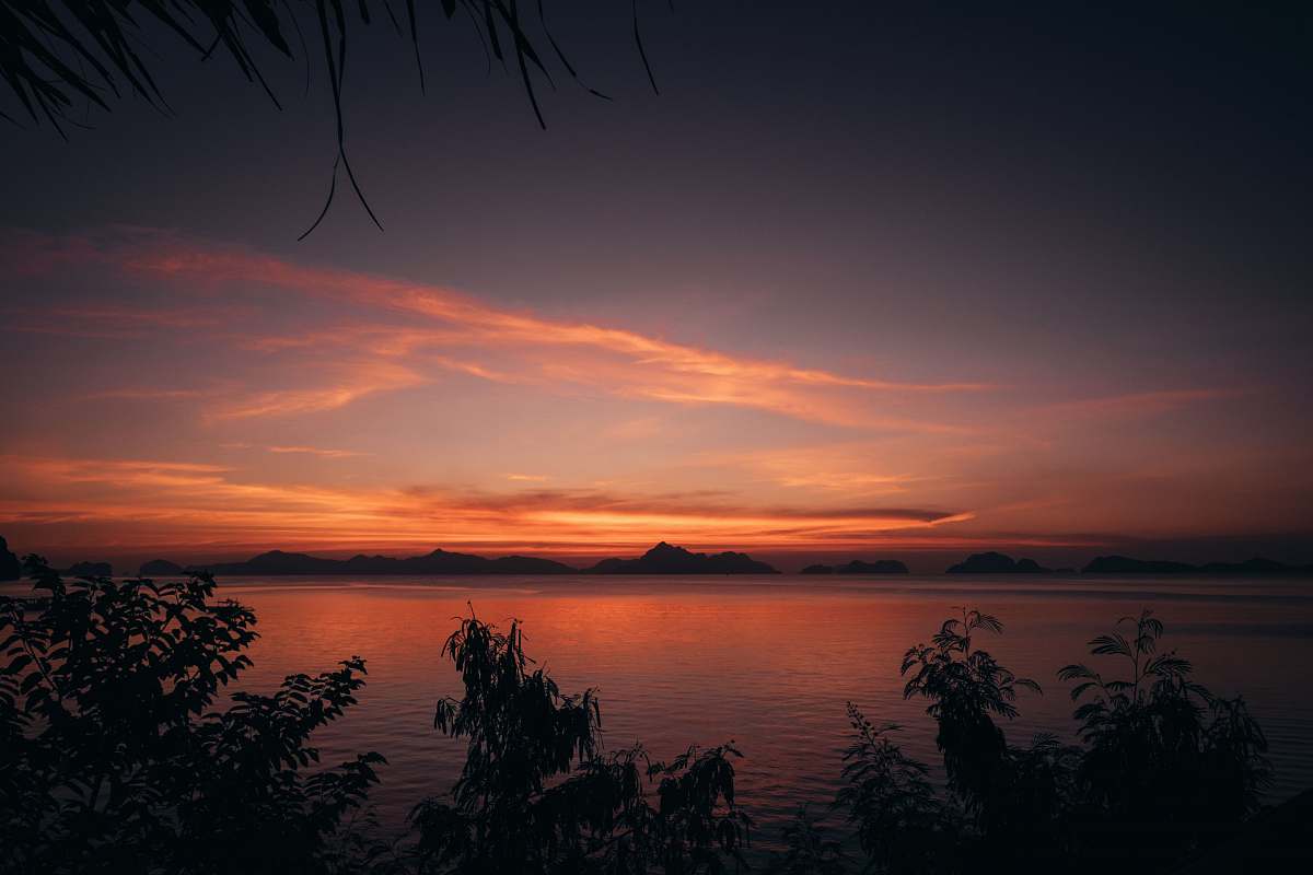 tree silhouette of plants beside body of water sunset