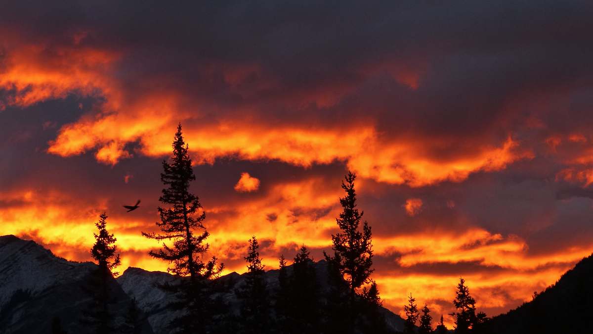 dusk silhouette of trees under orange sky dawn