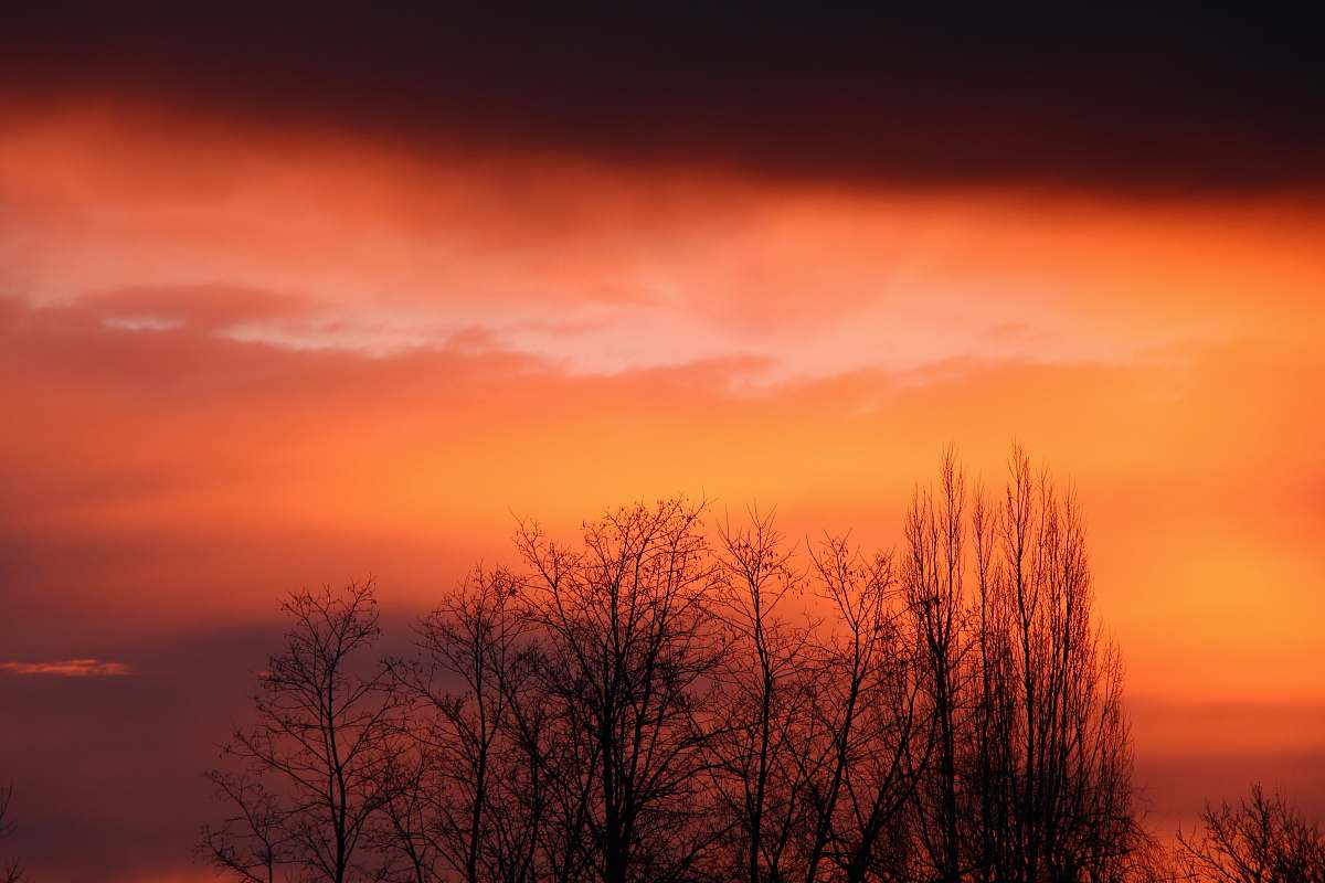 sky silhouette photo of leafless trees sunrise