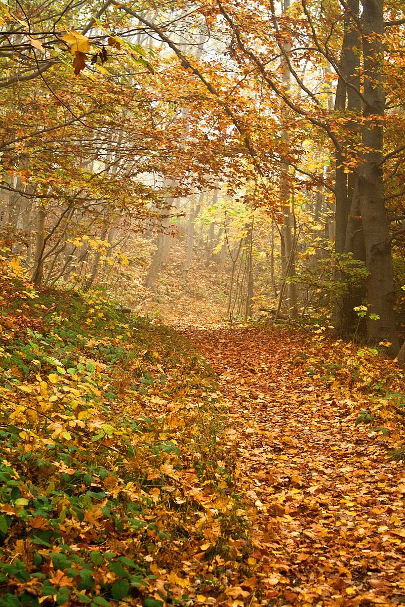 forest autumn leafed trees autumn