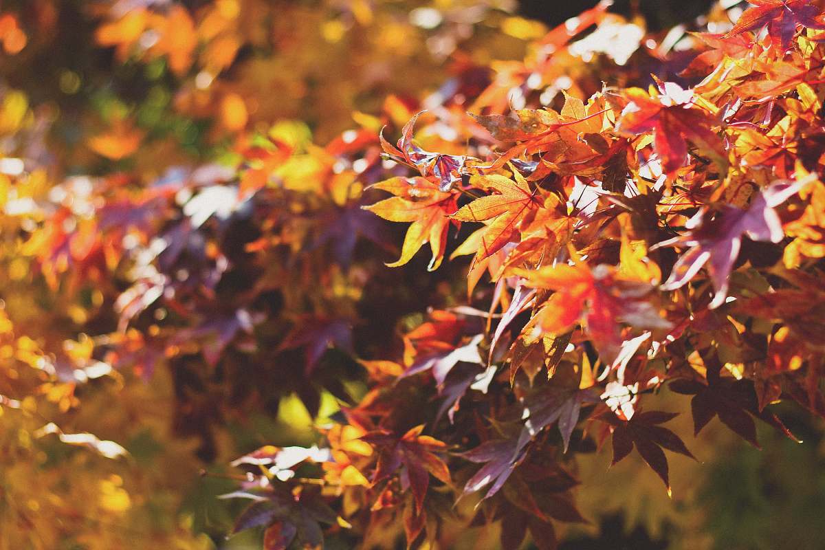 maple autumn plant leaf