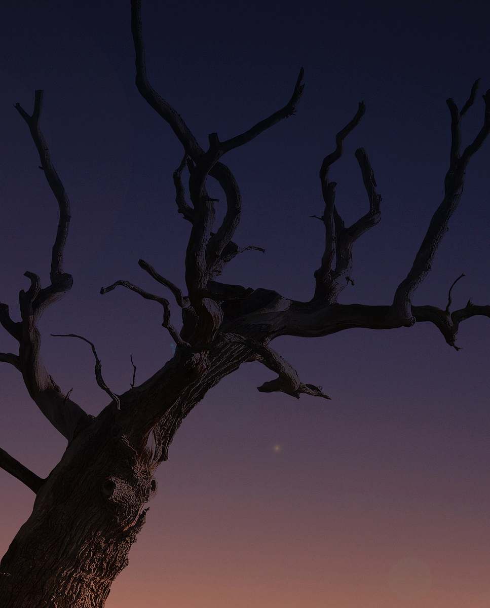 plant brown bare tree night