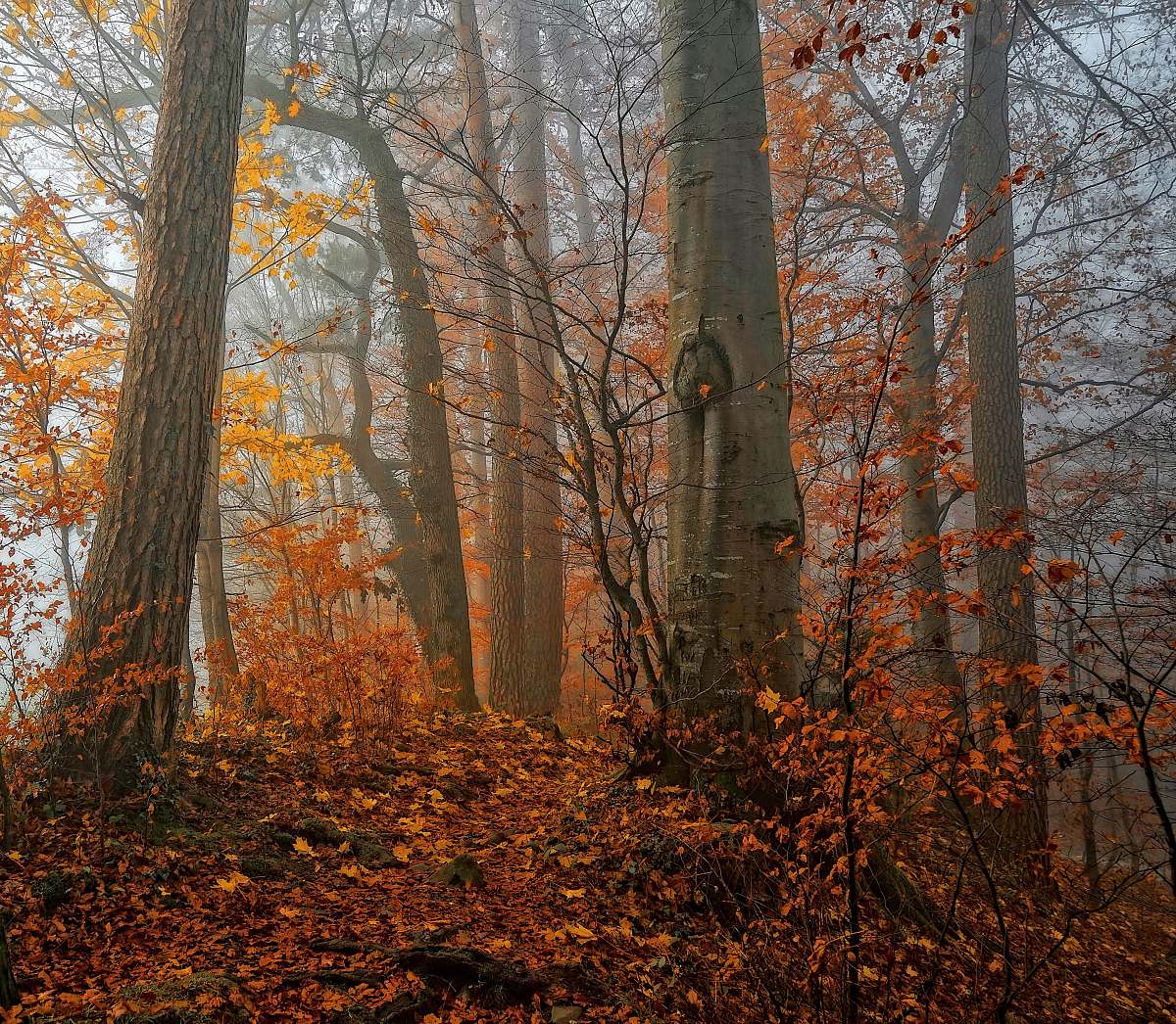 plant brown trees tree trunk