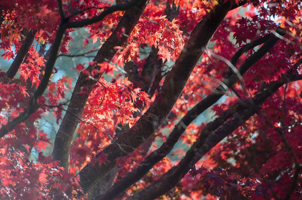 branch close up photo of maple tree foliage