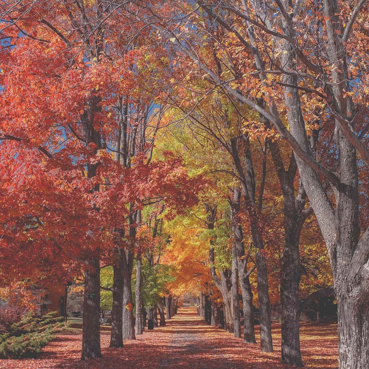 fall concrete pathway near red and yellow leaf tree trees