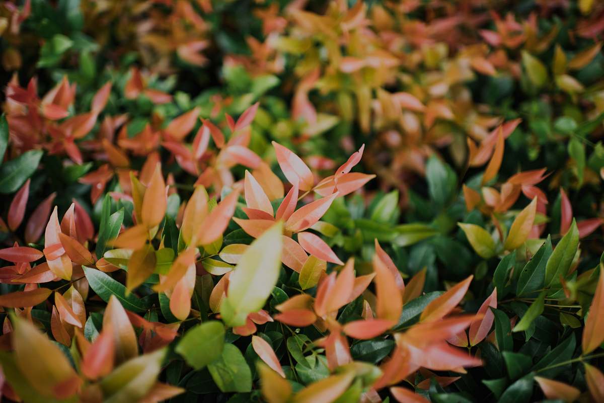 flora depth photography of green and brown leafed plants plant