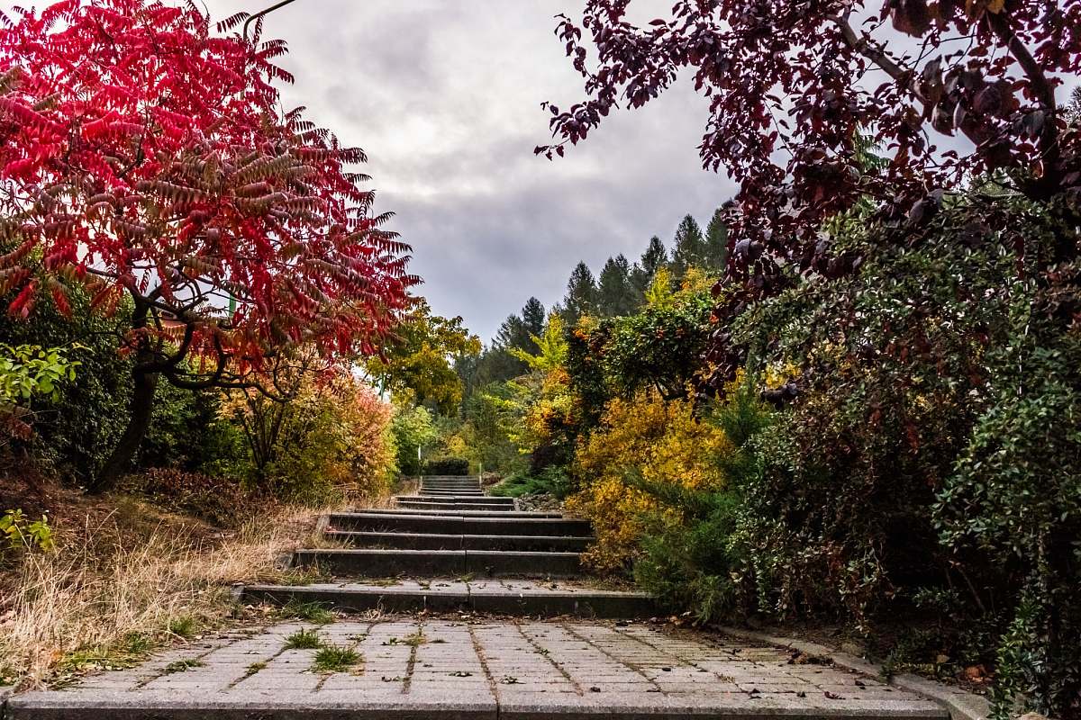 garden gray concrete stair in between forest path