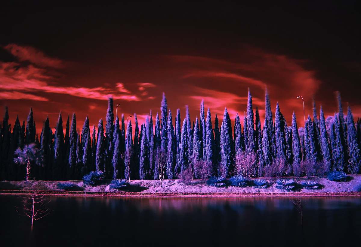 winter landscape photography of blue trees landscape