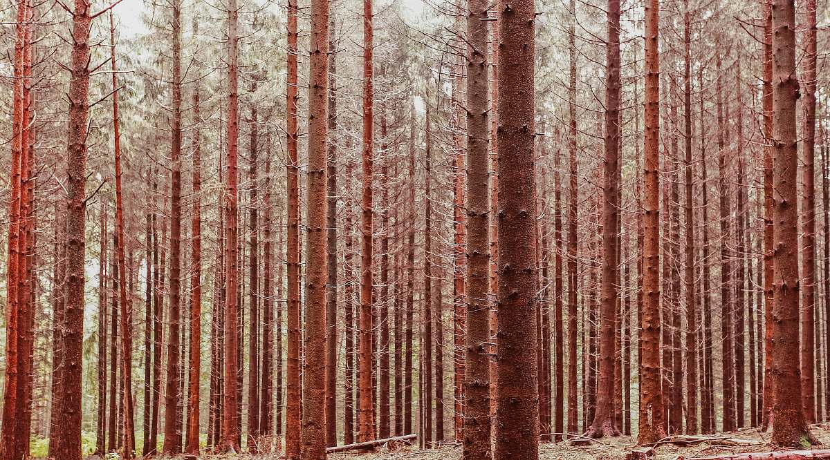 trees landscape photography of woods forest