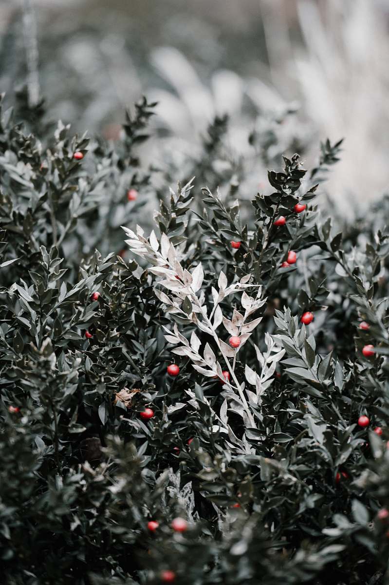 bush macro photography of green plants conifer