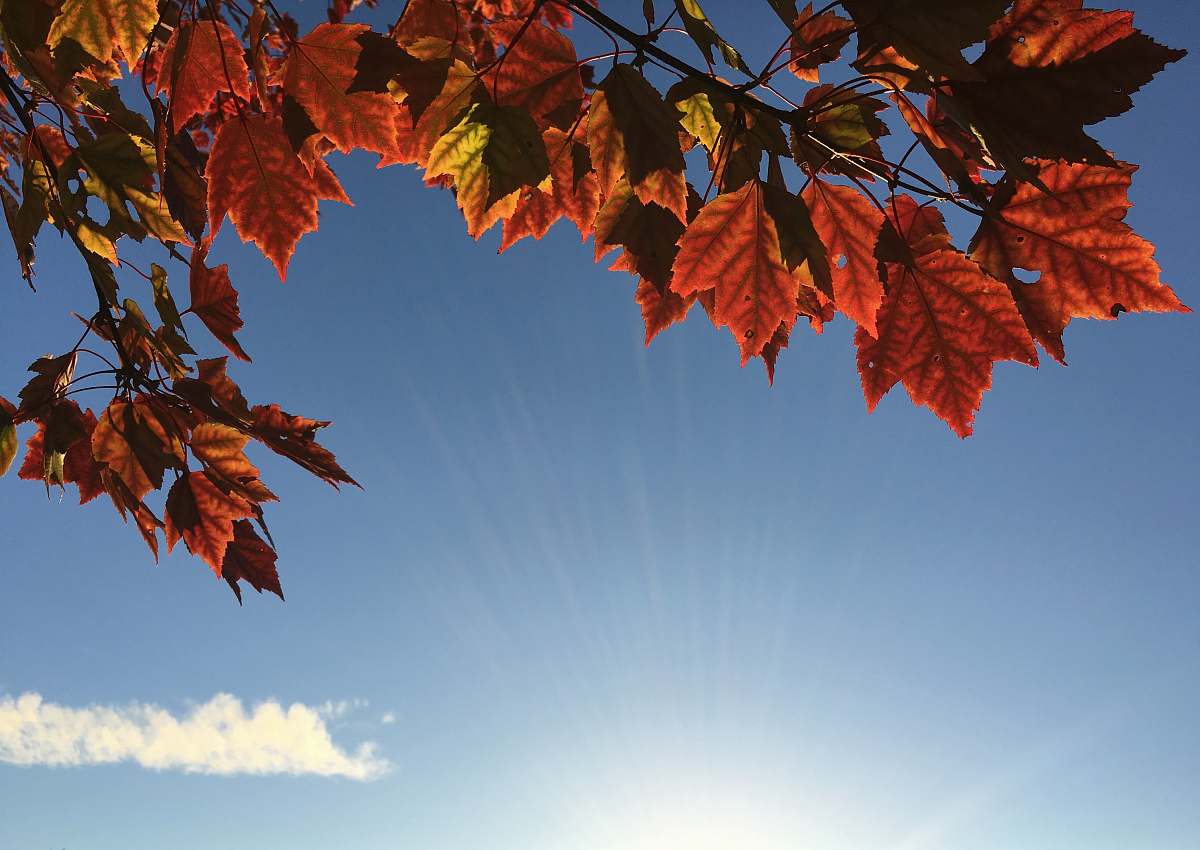 leaf orange maple leaves during daytime autumn