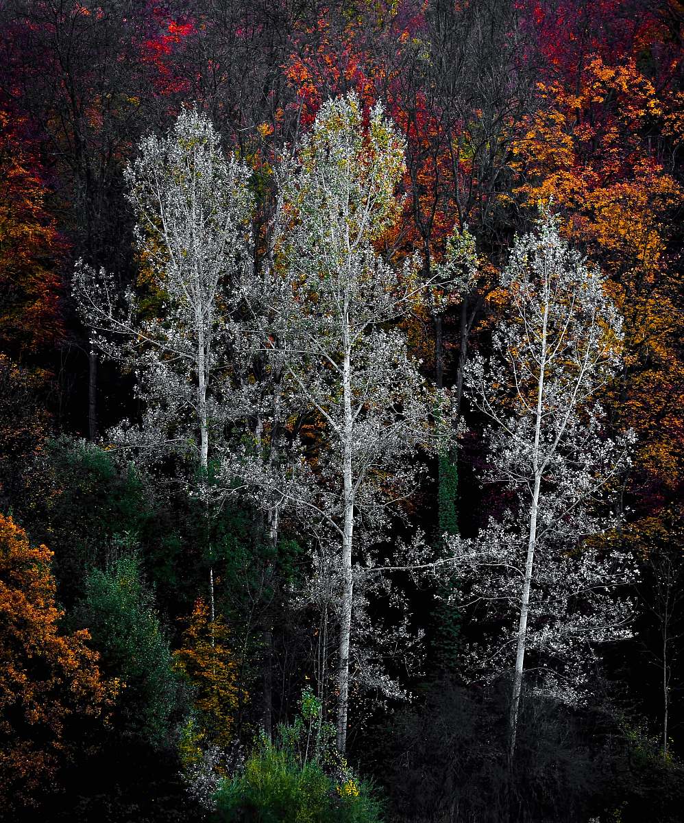 forest photo of green trees autumn